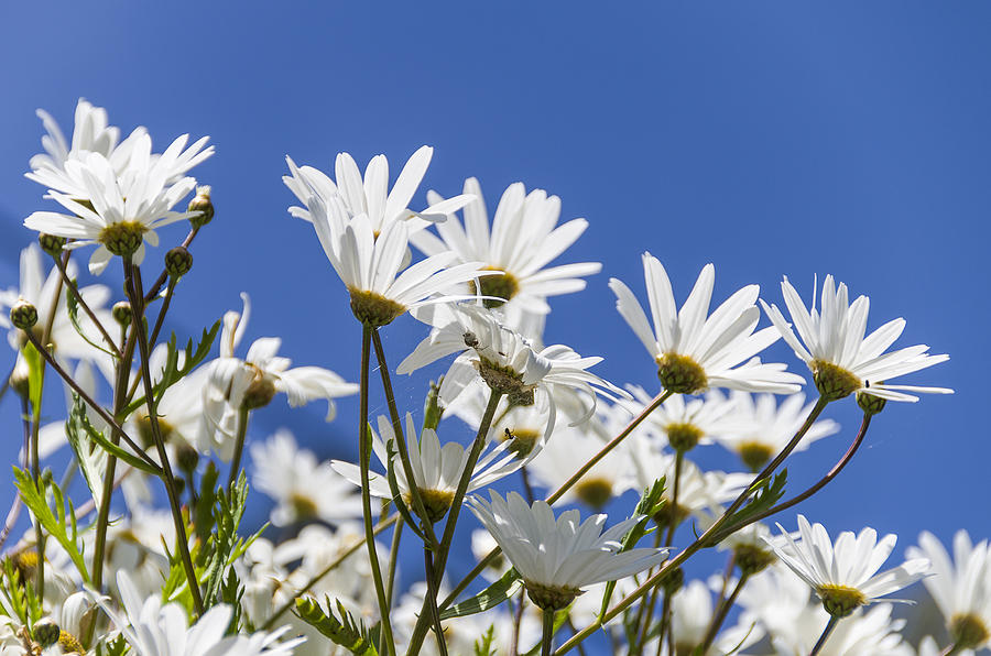 White daisies Photograph by Paulo Goncalves