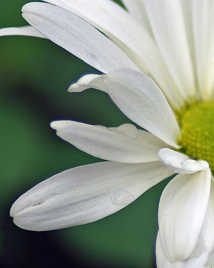 Daisy Photograph - White Daisy 1 by Diane Bell