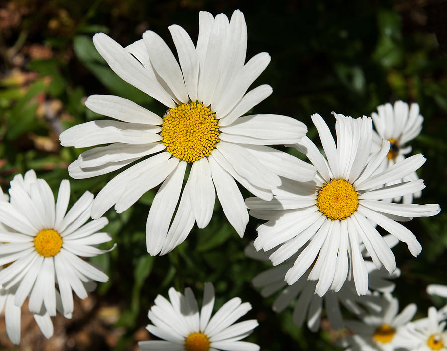 White daisy 2 Photograph by Sammy Miller | Fine Art America