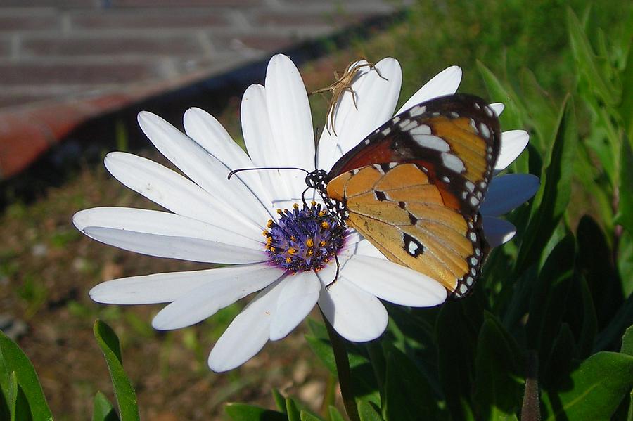 White Daisy and Butterfly Photograph by Taiche Acrylic Art