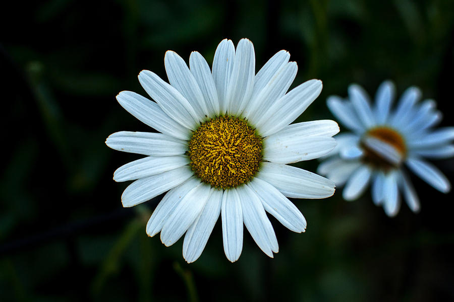 White Daisy at Riverside Park Photograph by Bill Swartwout