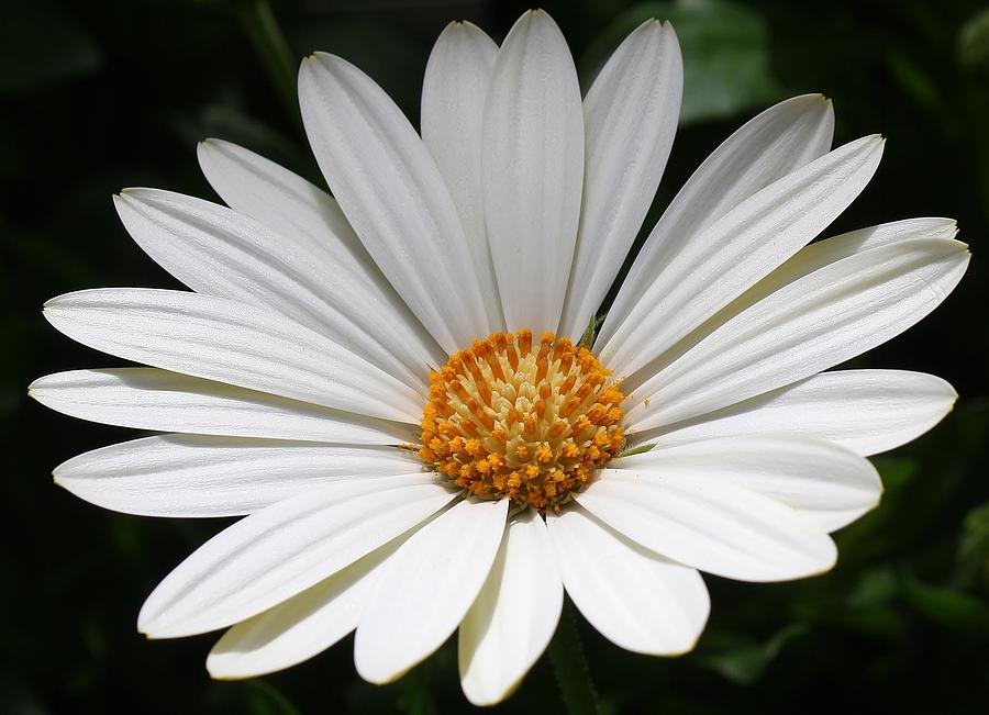 White Daisy Photograph by Bruce Bley