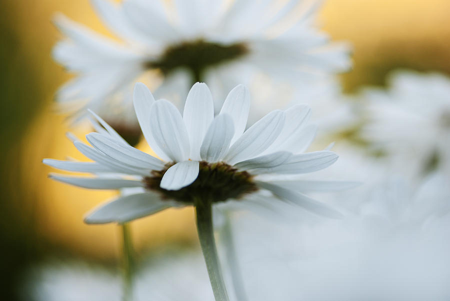 White Daisy closeup Photograph by Vishwanath Bhat