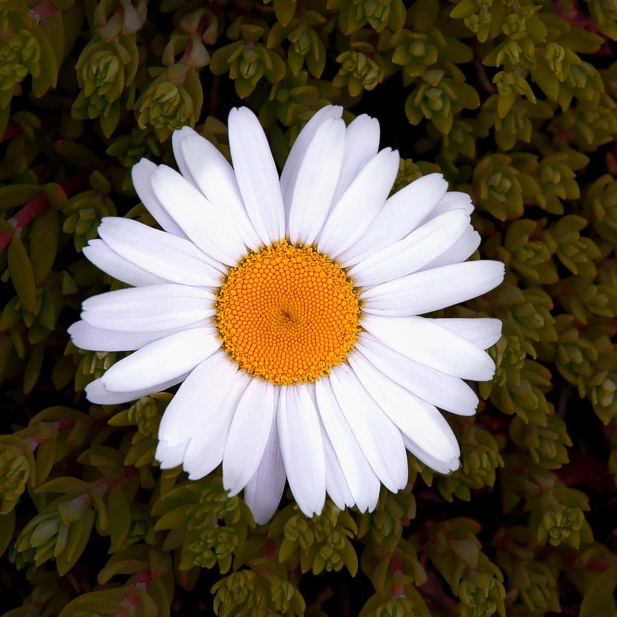 White Daisy In Bloom Photograph by Gary Slawsky