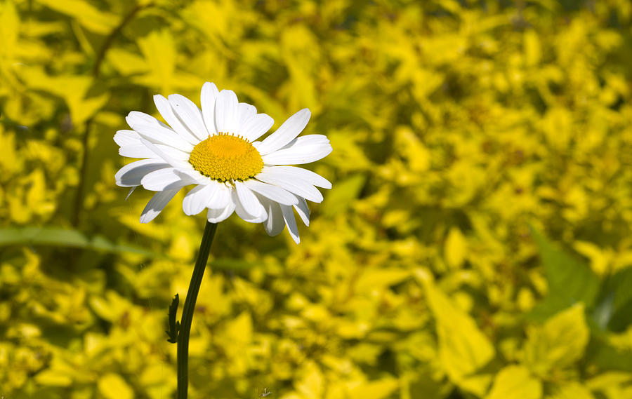 White Daisy in Yellow Garden Photograph by Lynn Hansen