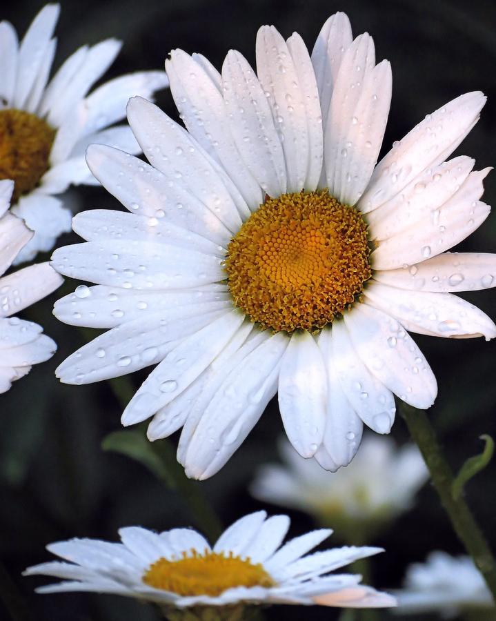 White Daisy Photograph by Janice Drew - Fine Art America