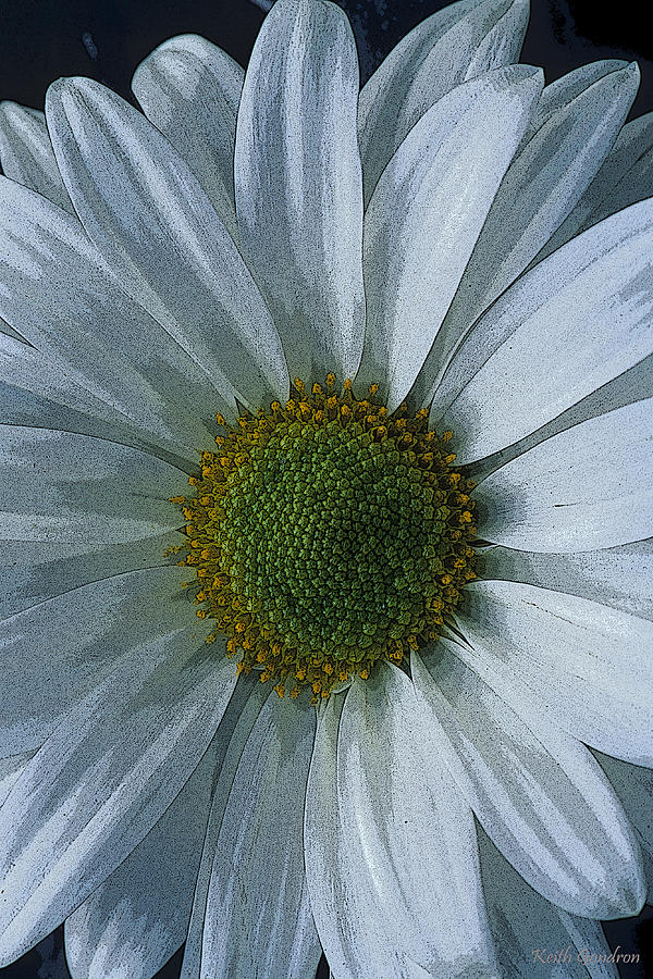 White Daisy Photograph by Keith Gondron