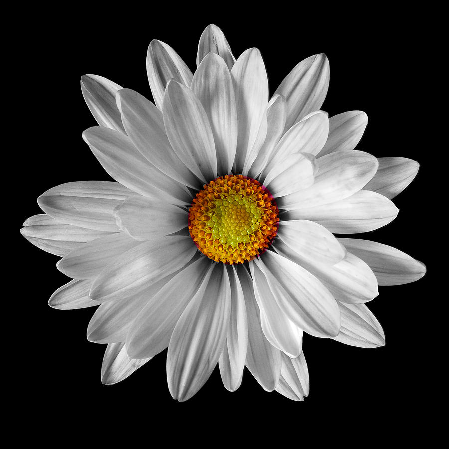 White Daisy Still Life Flower Art Poster Photograph by Lily Malor