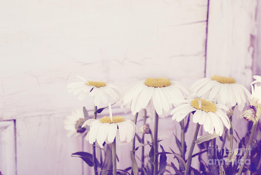 White daisy mums Photograph by Cindy Garber Iverson