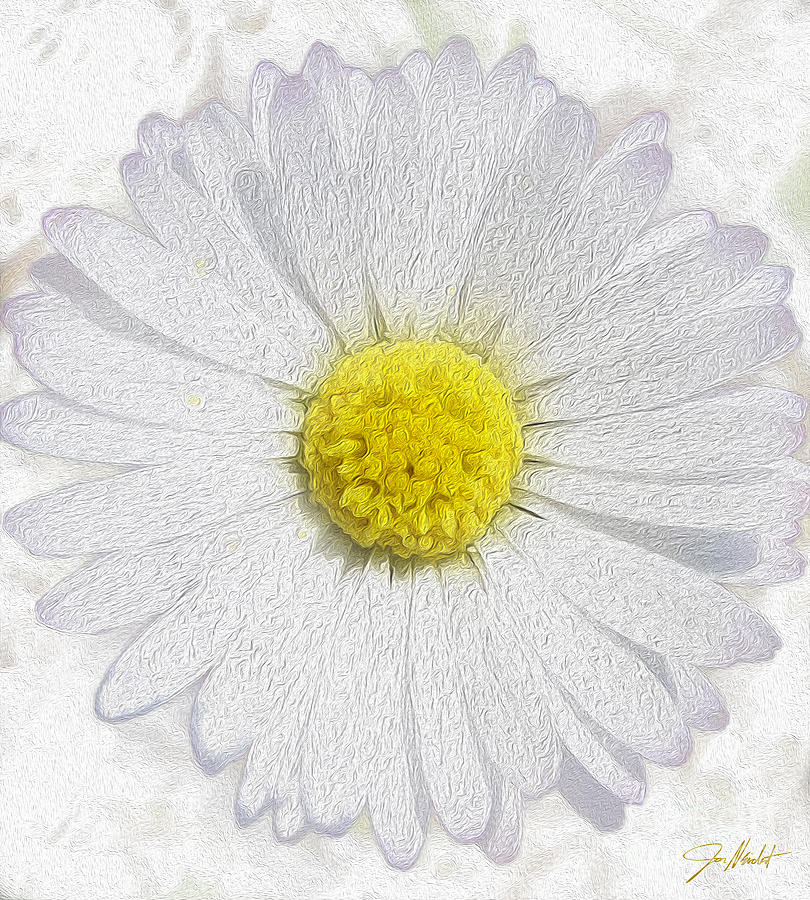 White Daisy on White Mixed Media by Jon Neidert