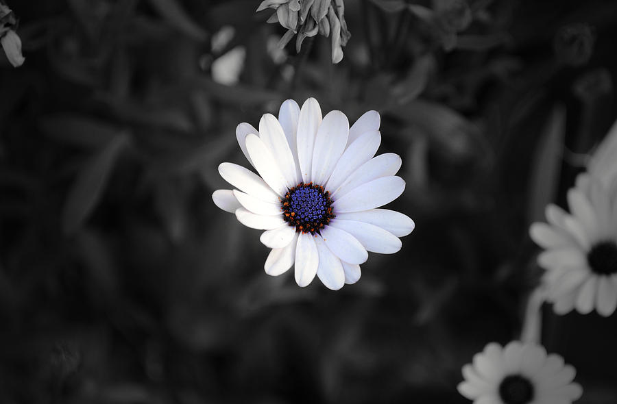 White daisy Photograph by Sumit Mehndiratta