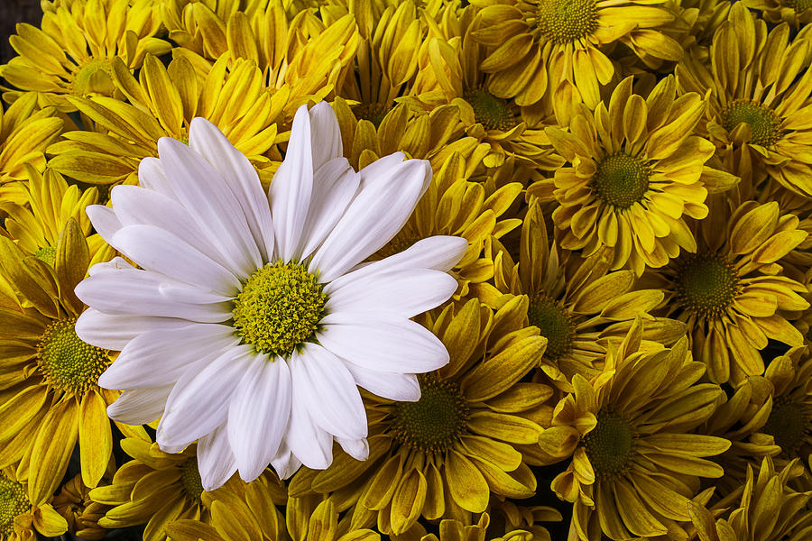 White Daisy With Golden Mums Photograph by Garry Gay