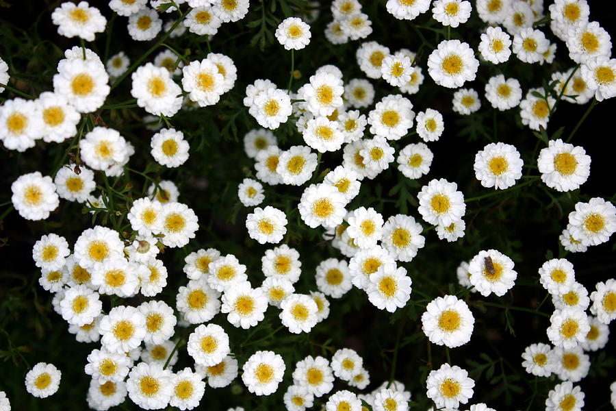 White Daisys Photograph by Jean Walker