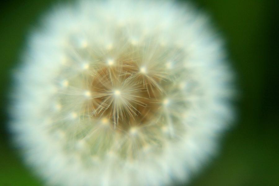 Flowers Still Life Photograph - White dandelion by Daliya Photography