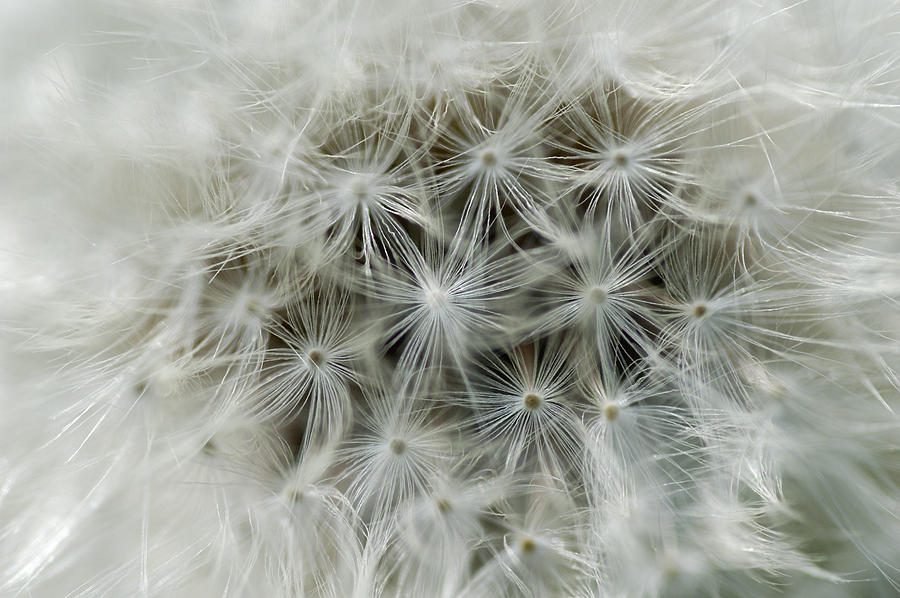 White dandelion detail Photograph by Matthias Hauser