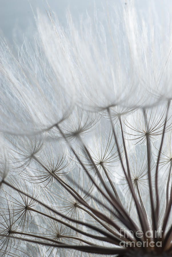 White Dandelions Photograph by Iris Greenwell