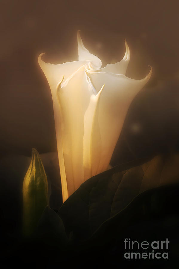 Magic Photograph - White datura flower in a morning foggy light by Jaroslaw Blaminsky