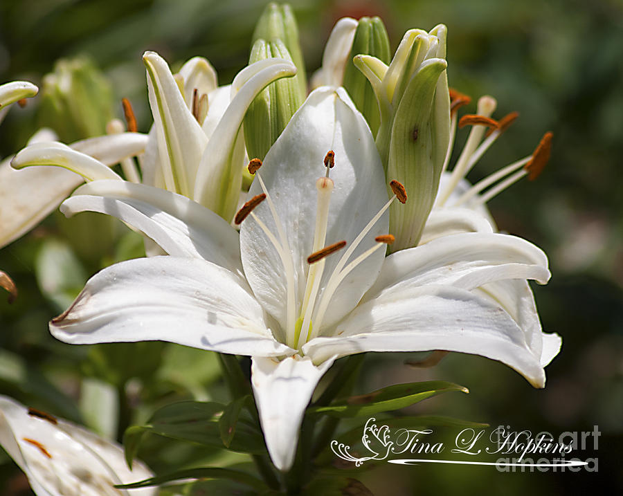 White Day Lily 20120615_36a Photograph by Tina Hopkins