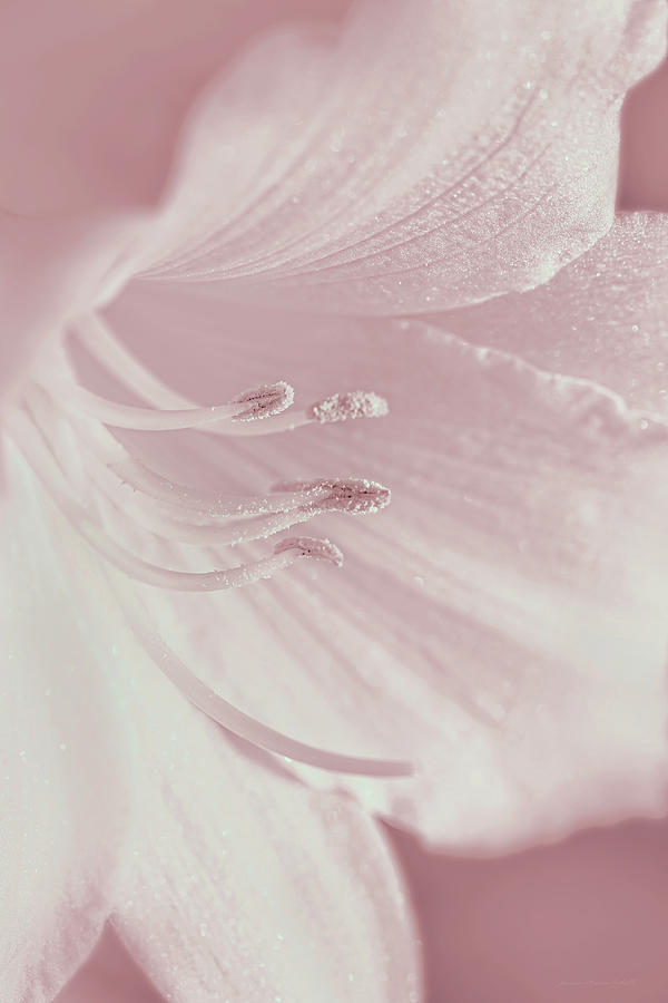White Daylily Flower Soft Pink Photograph by Jennie Marie Schell