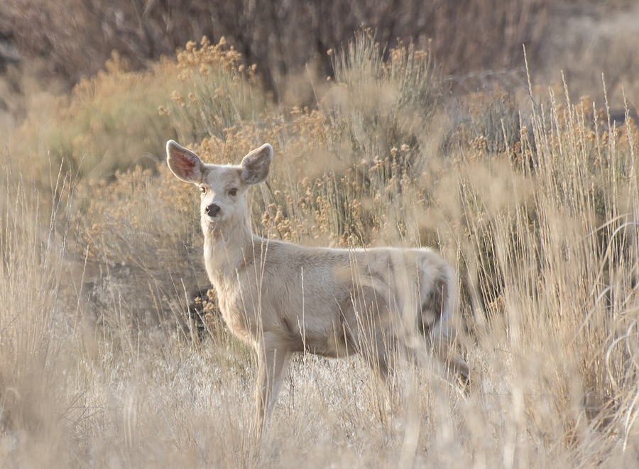 White Deer Photograph by Loree Johnson