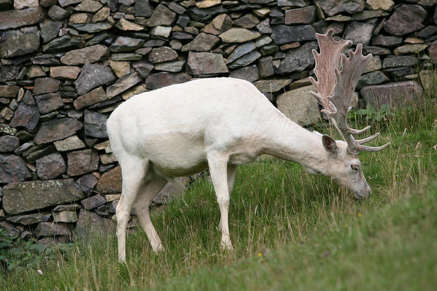 Deer Photograph - White Deer by Mark Severn