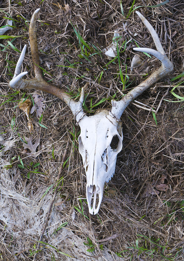 White Deer Skull in Grass Photograph by Lynn Hansen