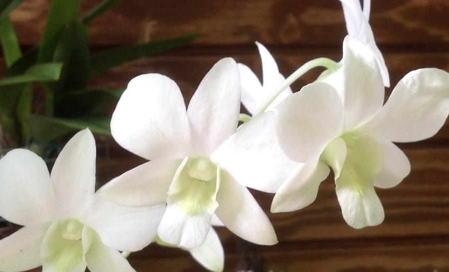 White Dendrobium Photograph by Debra Tryon - Pixels