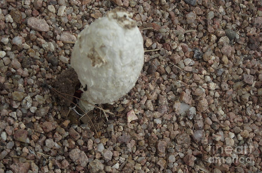 White Desert Mushroom Photograph by Jayne Kerr 