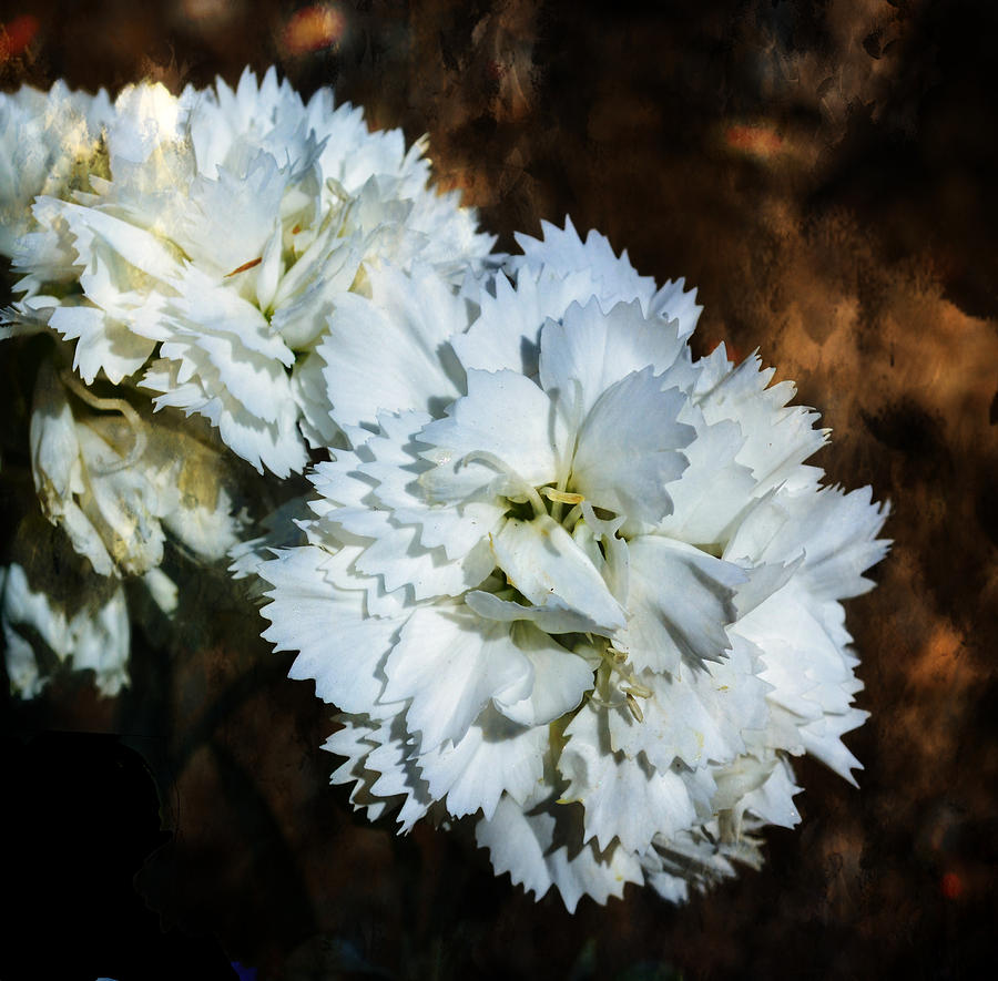White Dianthus Photograph by Deena Stoddard