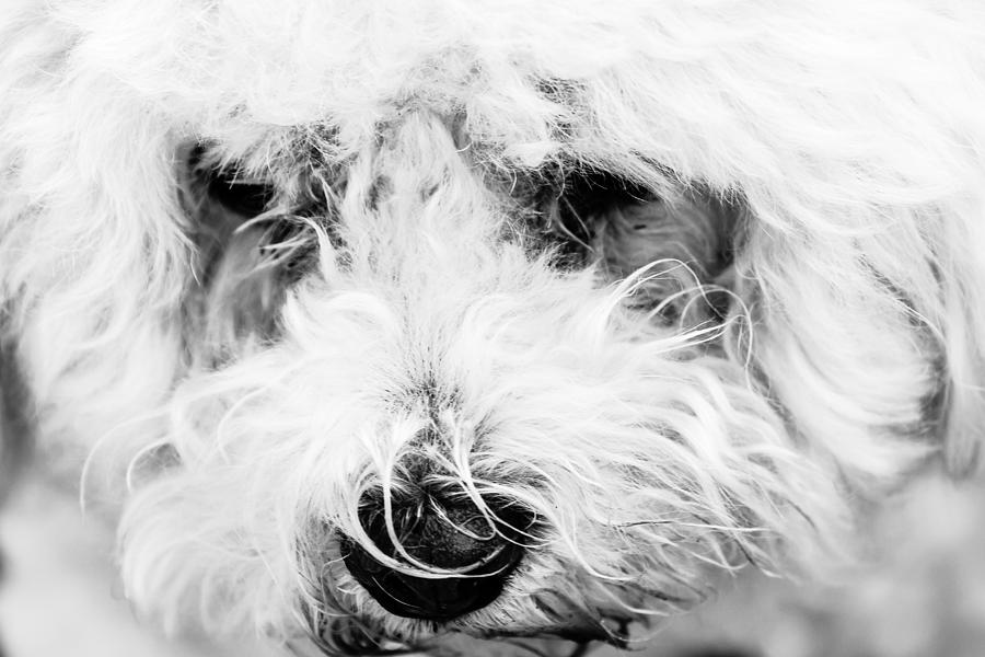 White Dog Photograph by Ben Graham