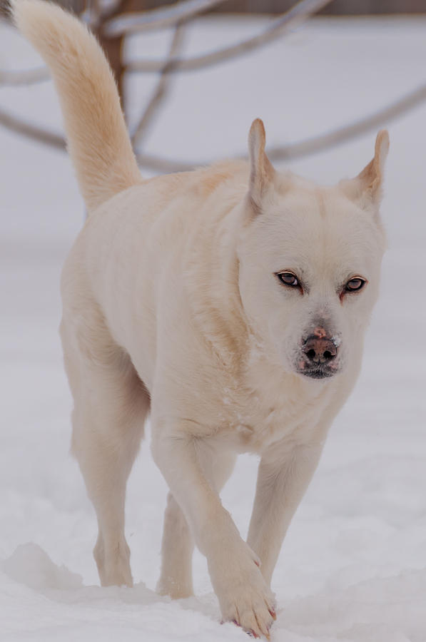 Dog Photograph - White Dog in Snow by Guy Whiteley