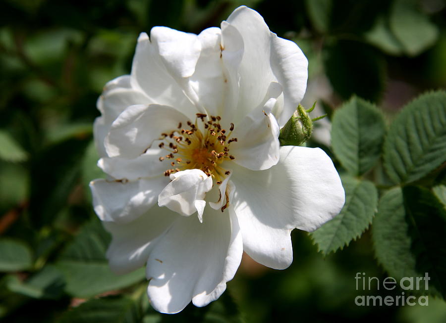Nature Photograph - White Dog Rose by Christiane Schulze Art And Photography