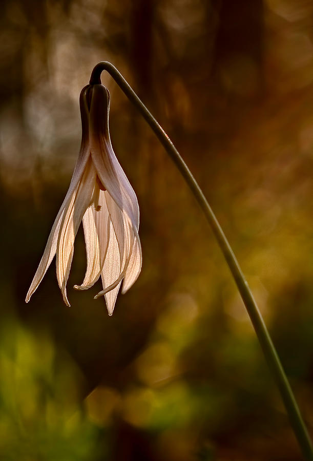 White Dogtooth Violet Photograph by Robert Charity