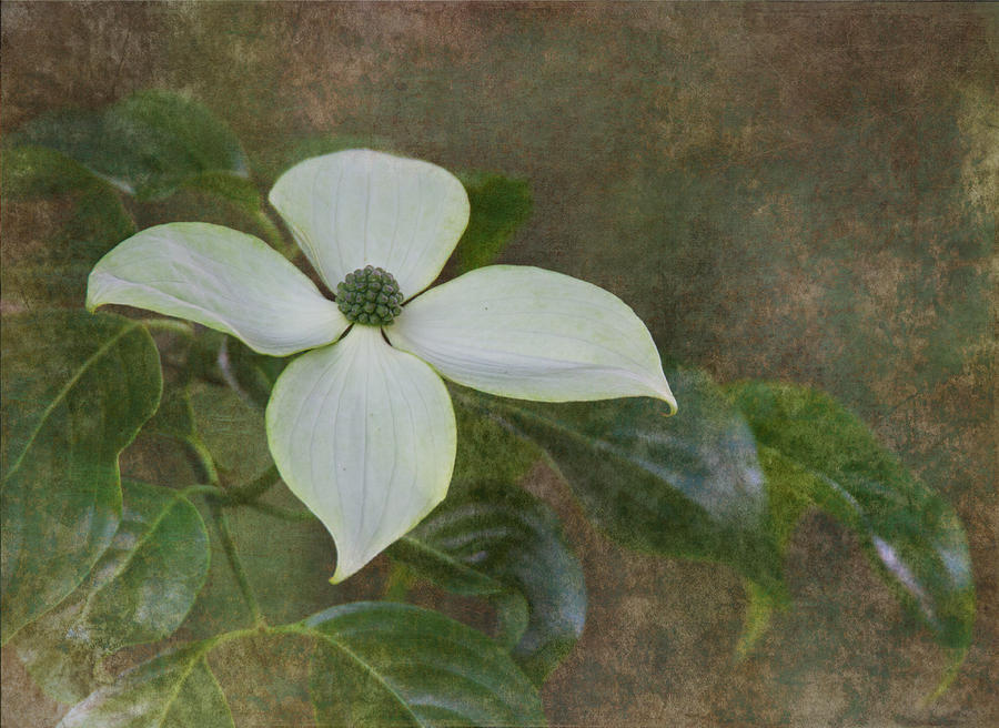 White Dogwood Photograph by Angie Vogel