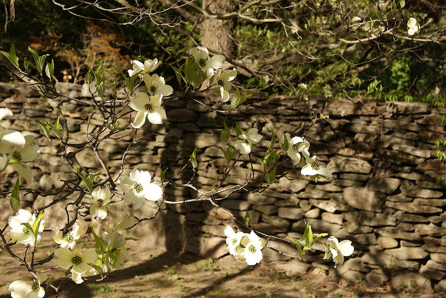 White Dogwood at the Stone Wall Photograph by Margie Avellino