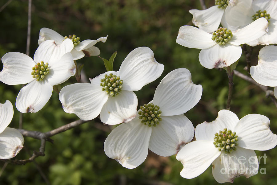 White Dogwood Blooms Photograph by Jill Lang