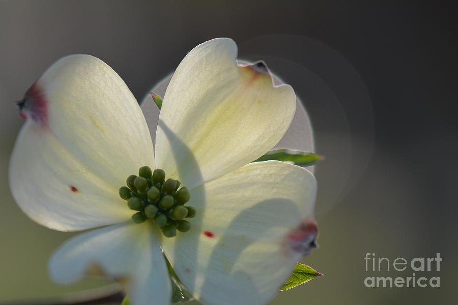 White Dogwood Blooms Series Photo K Photograph by Barb Dalton