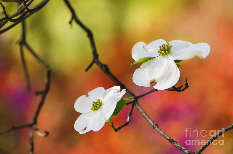 White Dogwood Blossoms  Photograph by Oscar Gutierrez