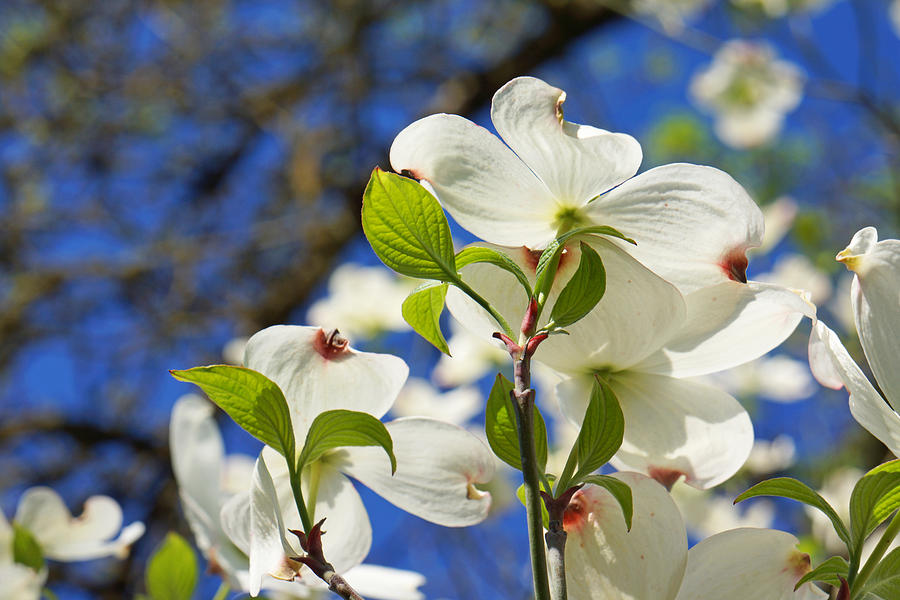 White Dogwood Flower Blossoms Art Prints Photograph