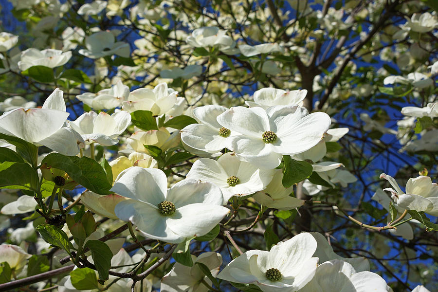 White Dogwood Flower Blossoms Art Prints Trees Photograph