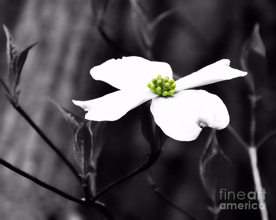 White Dogwood Flower Photograph by Sharon Woerner