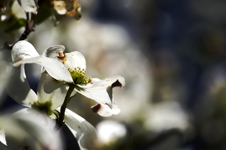 White Dogwood Flowers Photograph by Sharon Popek