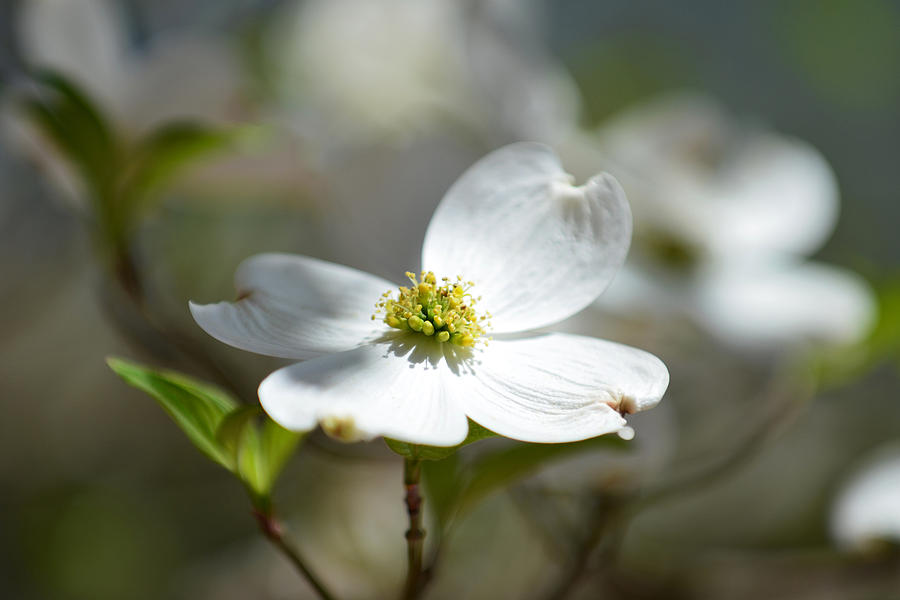 White Dogwood in Color Photograph by Christopher M Stewart - Pixels