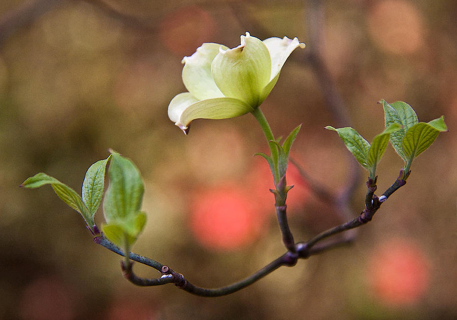 Tree Photograph - White Dogwood in early spring by Frank Tozier