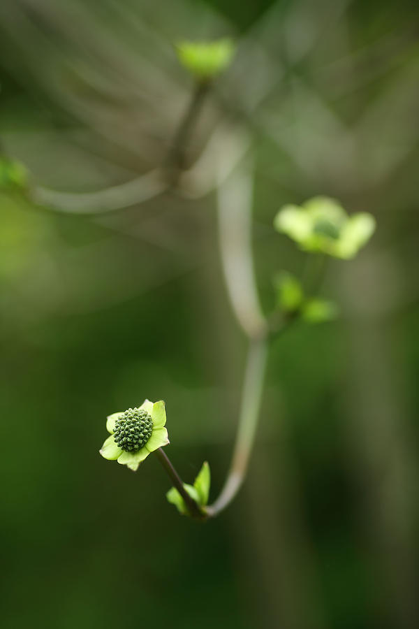 Spring Photograph - White Dogwood by Rebecca Cozart