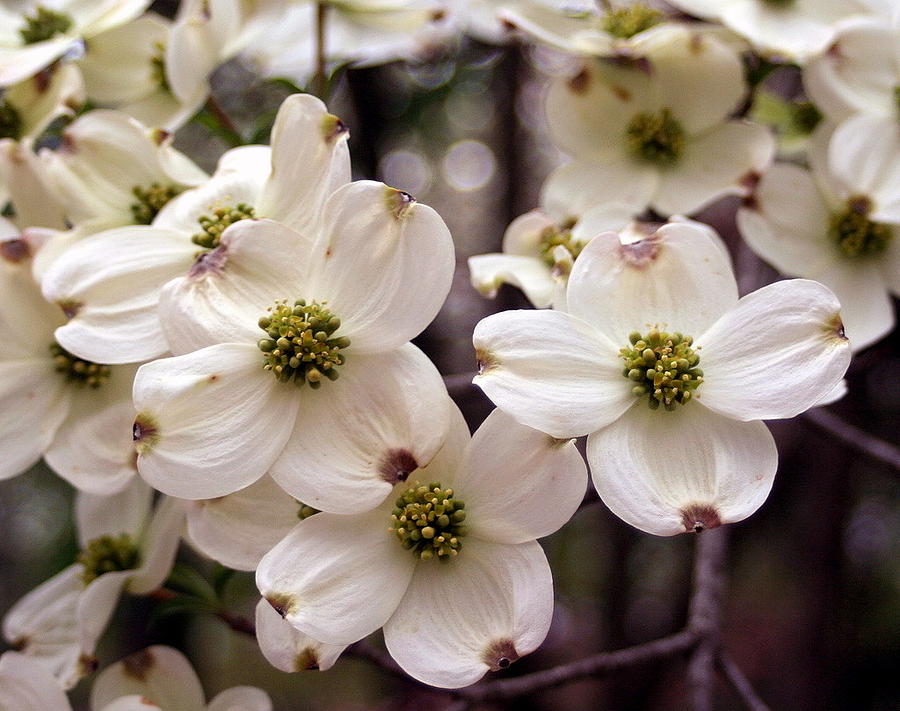 White Dogwoods Photograph by Laurel Gillespie - Fine Art America