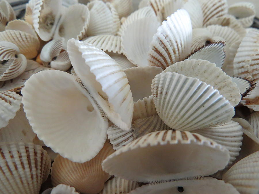 White Double Ark Shells Photograph by Ellen Meakin