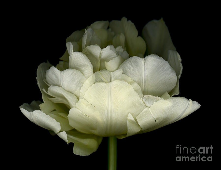 Nature Photograph - White Double Tulip by Oscar Gutierrez