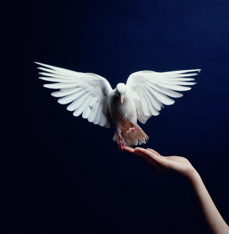 White Dove flying from hand, blue background Photograph by Getty Images