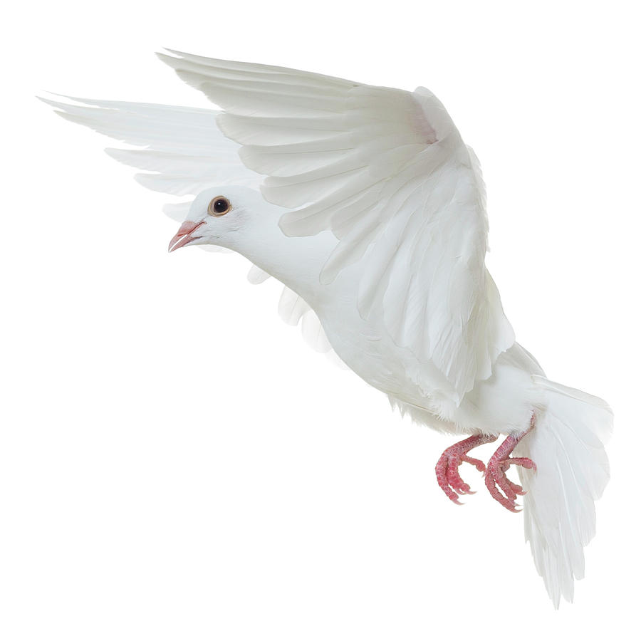 White Dove Isolated Photograph by Proxyminder